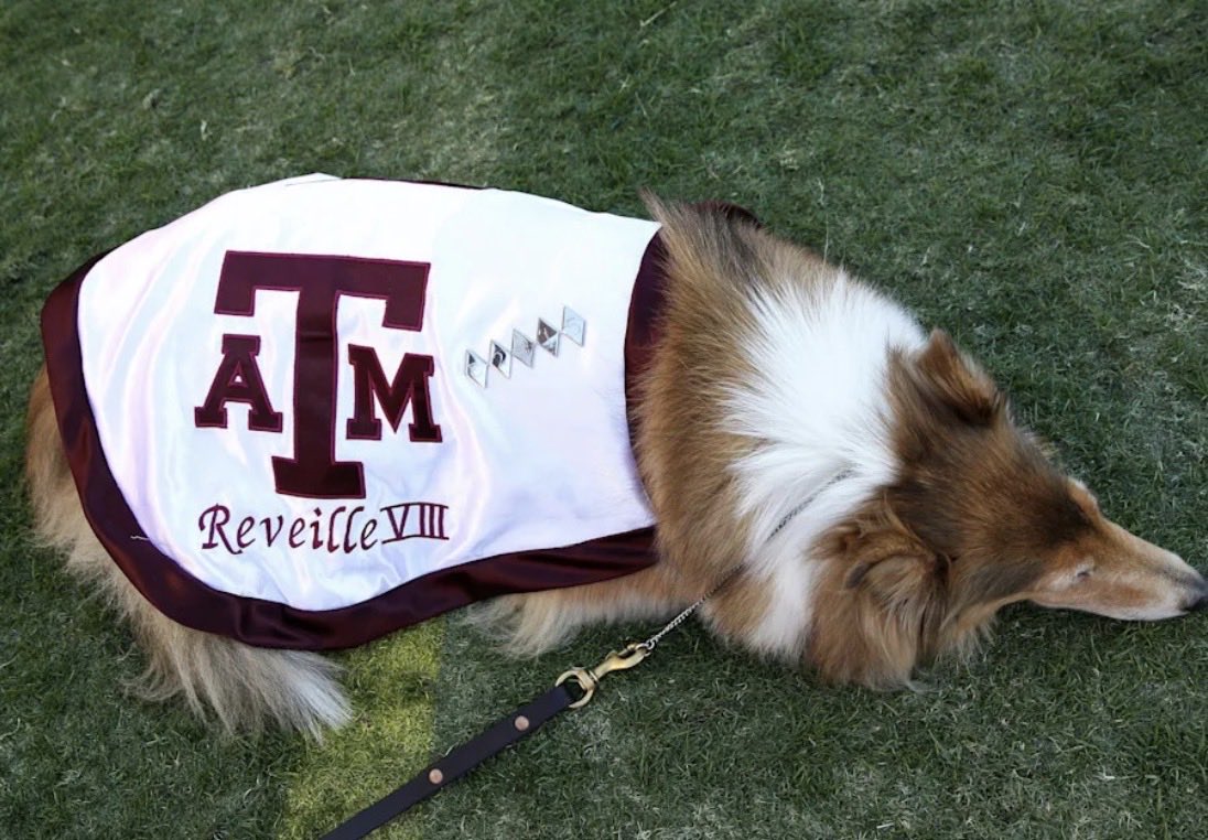 CoachToddPro's tweet image. Texas A&amp;amp;M Mascot Reveille To Enter Transfer Portal After The Team’s Embarrassing College Playoff Defeat