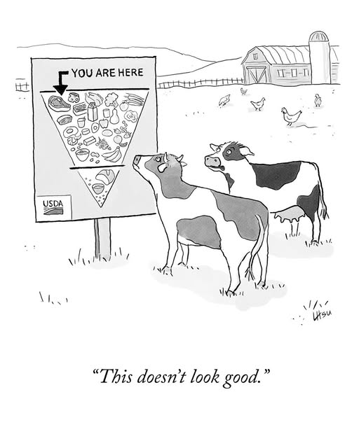 Now we know why Harris Biden won the cow vote.