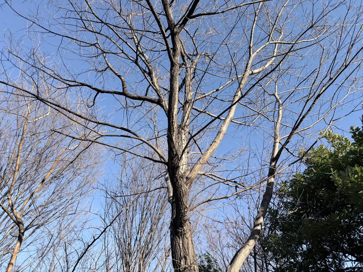 sato_thinking's tweet image. 決断は、あとから修正できる。

すべての意思決定は一度きりのものではない。やってみて違えば軌道修正すればいい。そう考えられれば、選択への恐れはぐっと小さくなる。

おはようございます。
今日も前に進める一日をお過ごしください！