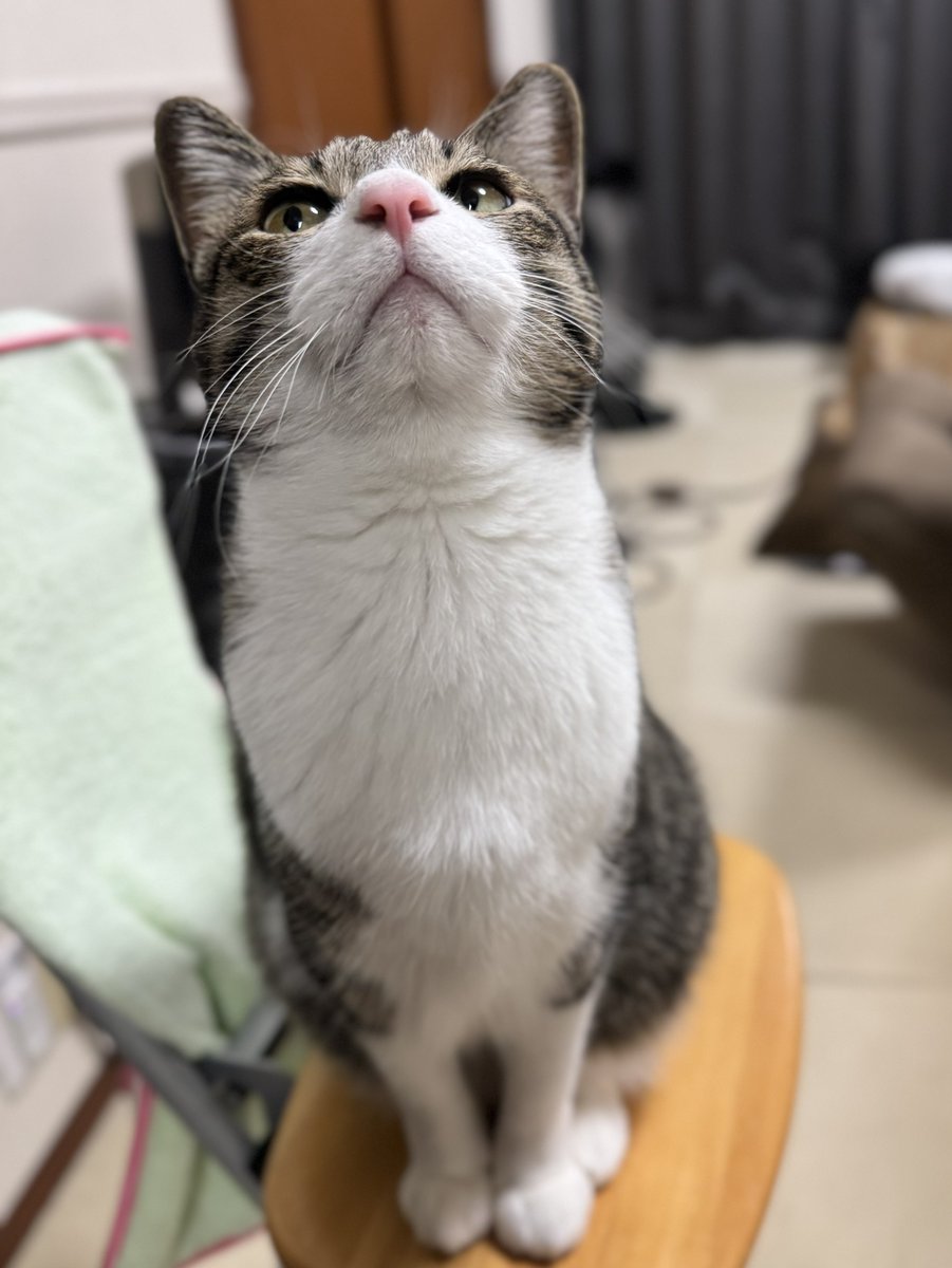 ぎんねこページ ぎんのねこ (@ginnonekoch) / Posts / X