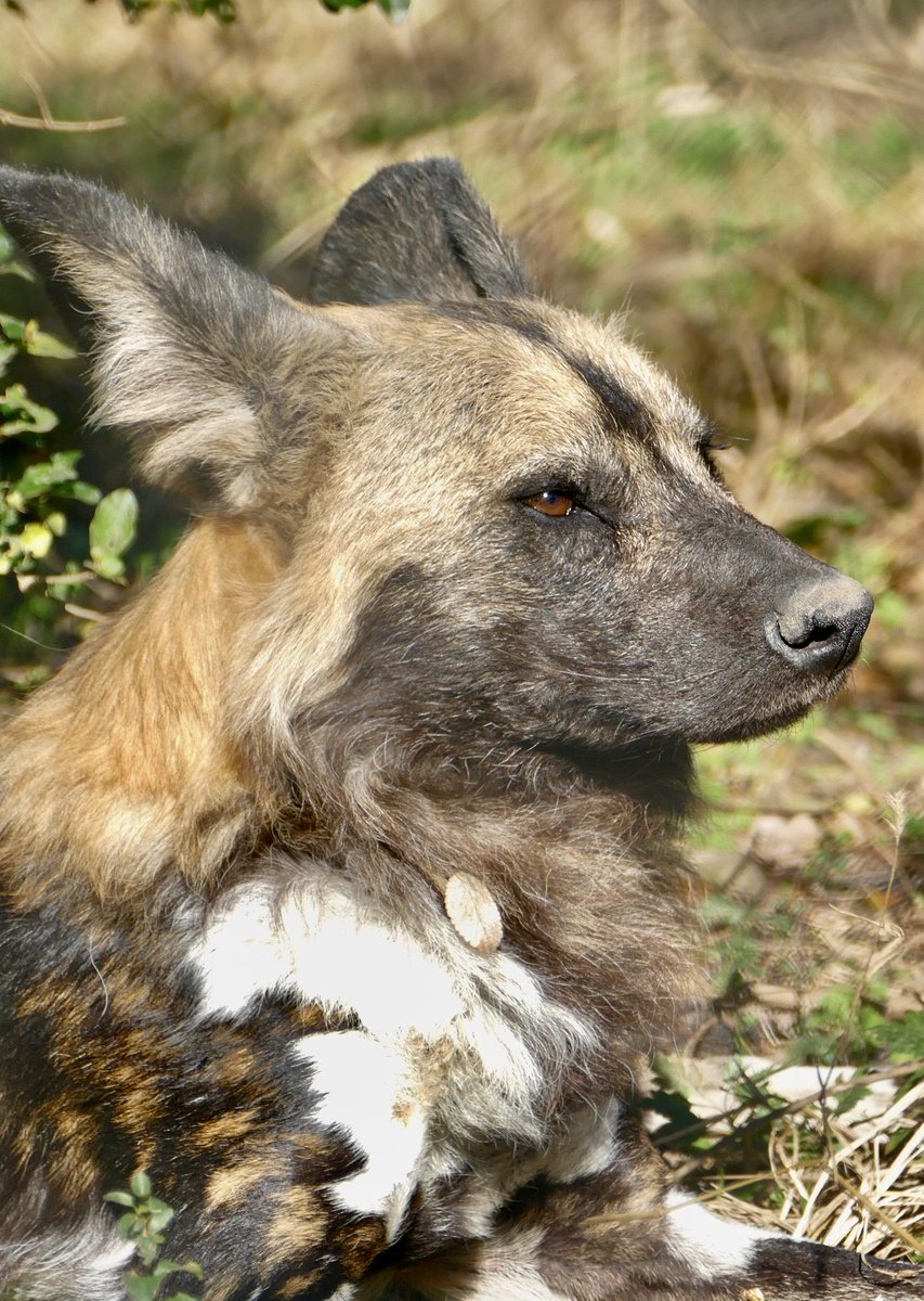 レムルゥ (@lycaon_remuru) / Posts / X