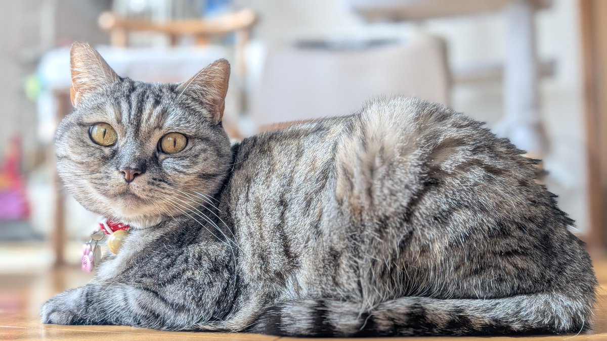 ねこさん⚡(ΦωΦ) (@catnap707) / Posts / X