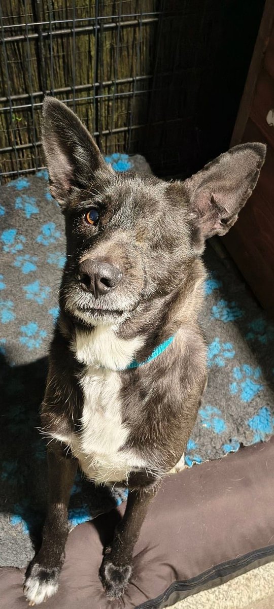 Taki ananas Tedi ❤️❤️❤️ pilnie szuka kochającego Domu! ❤️