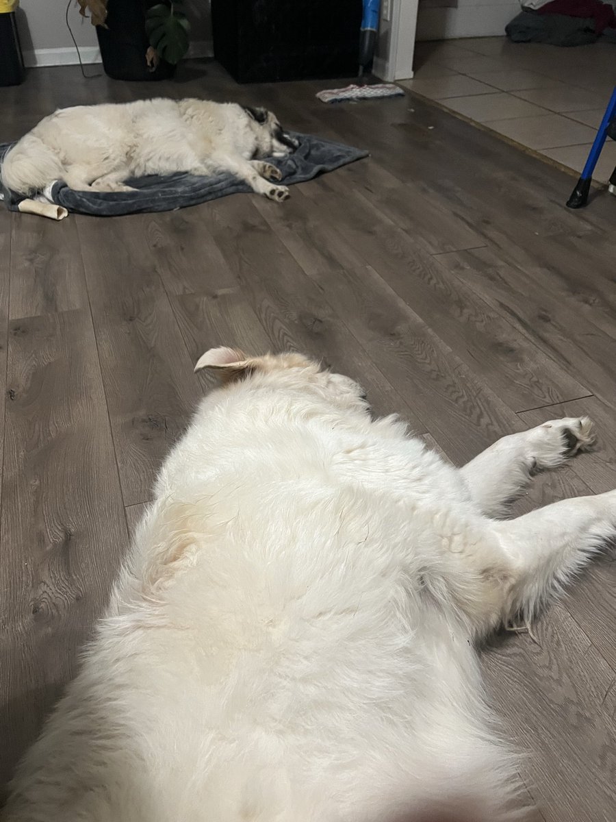 thepeacetech2's tweet photo. Help! My dogs are out of control! https://t.co/MJ2RhQDkAC