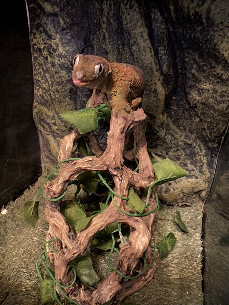 そして現在。 爬虫類の隠れ家を陶器で作る変態になりました。 木や