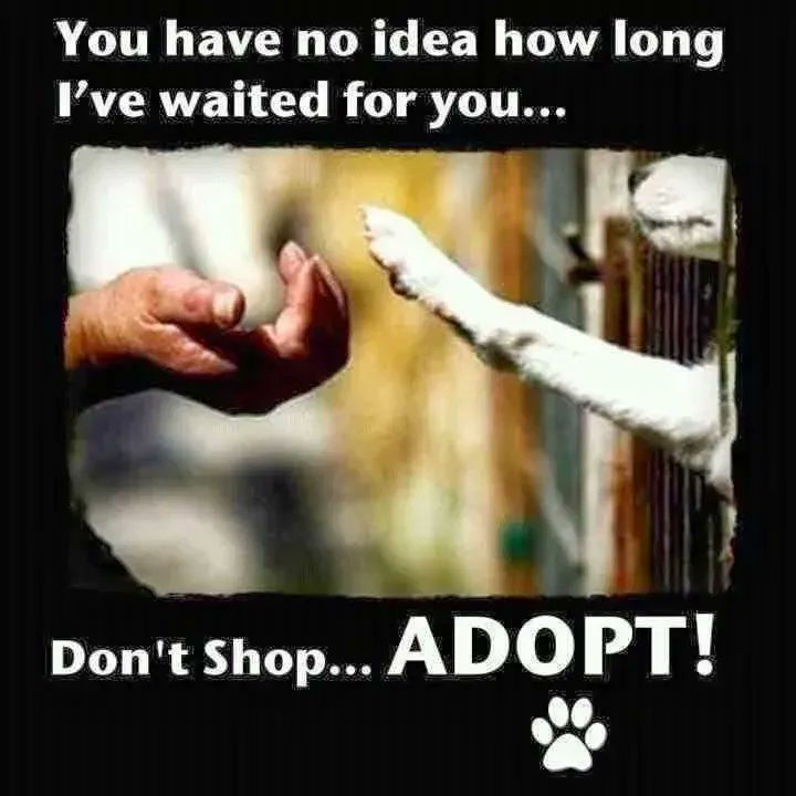 AdoptRescueCats's tweet image. 🐶💟🐱 It’s #forgottensoulshour soon!
UK: 9pm
US: 4pm ET, 3 CT, 2 MT, 1 PT
Join us to help longterm #rescue animals (awaiting a home over one year).
All are welcome &amp;amp; all tweets/RT’s are appreciated!
#rescues #shelters
#adoptdontshop