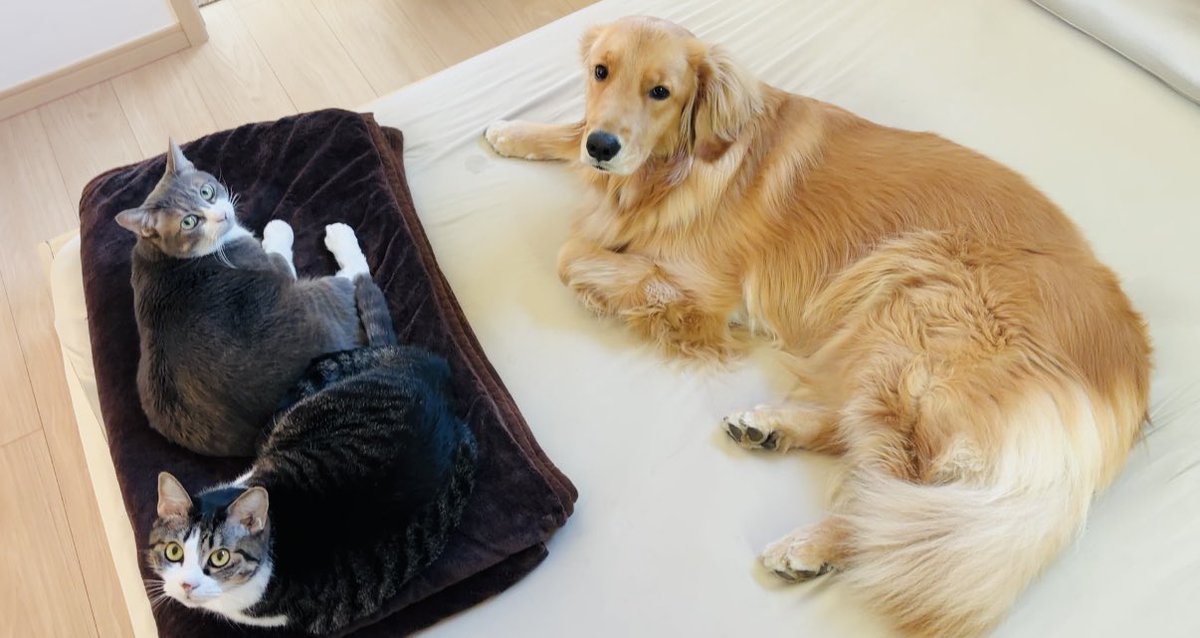 Lemochimame__s's tweet photo. 🐱🐱🐶

#猫のいる暮らし #犬のいる暮らし https://t.co/vt2Rcjq1jf