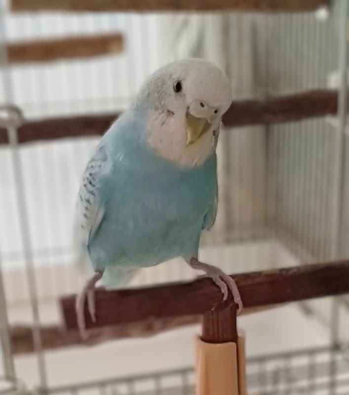 やれるんでちゅか、おいっ🔥