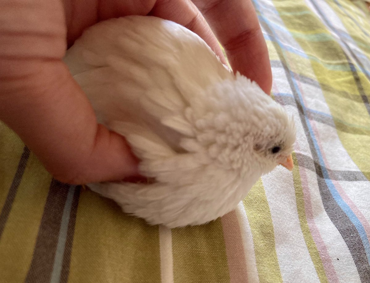 tellmin_tori's tweet image. おはよう雪玉ちゃん‼️