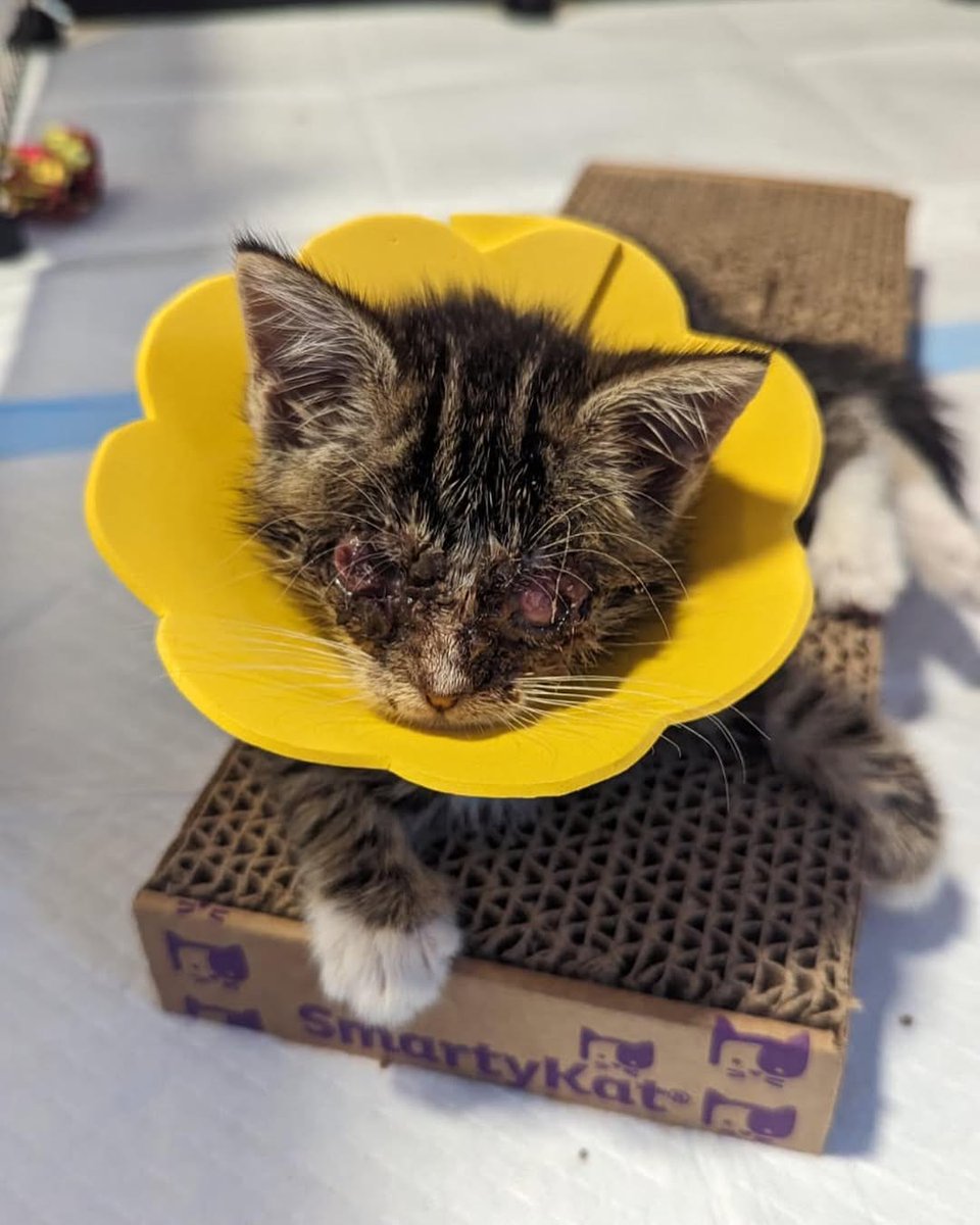 11243svd52735ty's tweet image. 🚨URGENT HELP $500 NEEDED 
Our little ones name is official! Timmy, aka Tiny Tim! He’s doing extremely well. Caution if you swipe, you can see what his eyes actually look like now. We have some exciting news to share about him soon!

💵PAYPAL LINK INBIO PLEASE DONATE SOMETHING 🙏