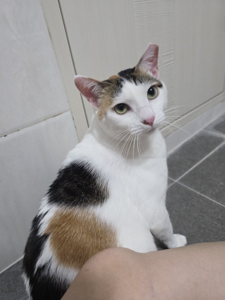 #레이와덩달이_덩달이