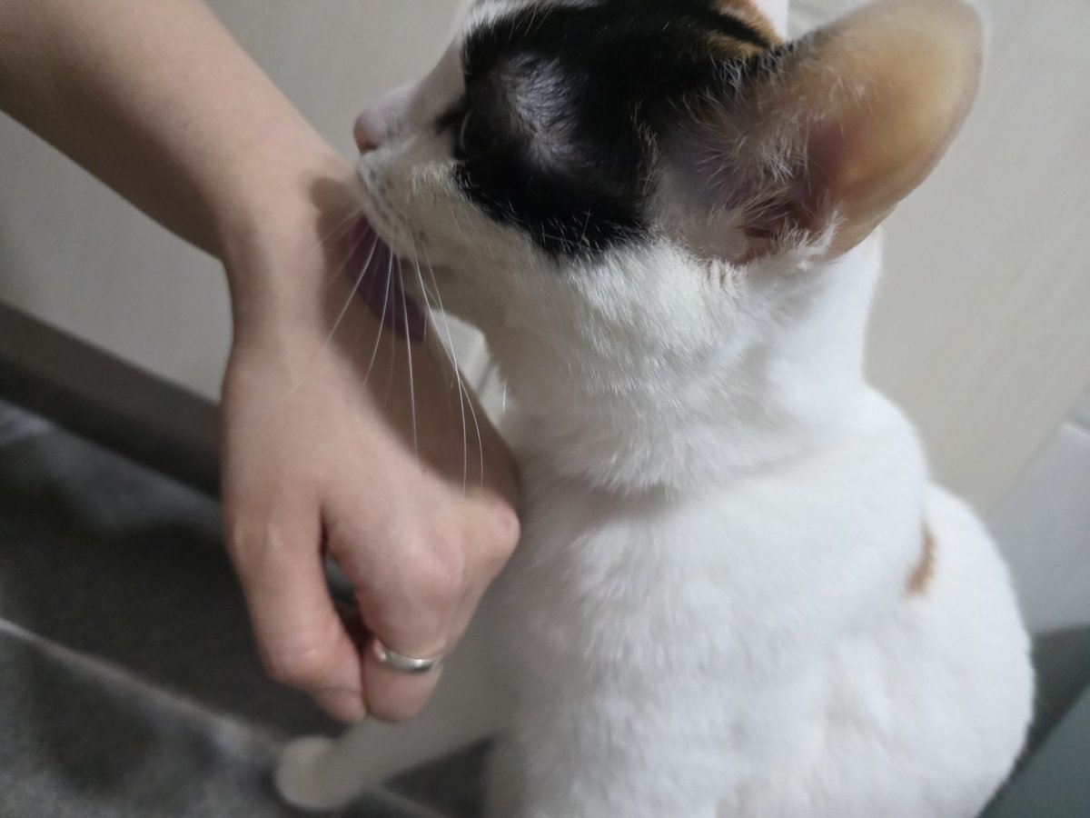 #레이와덩달이_레이