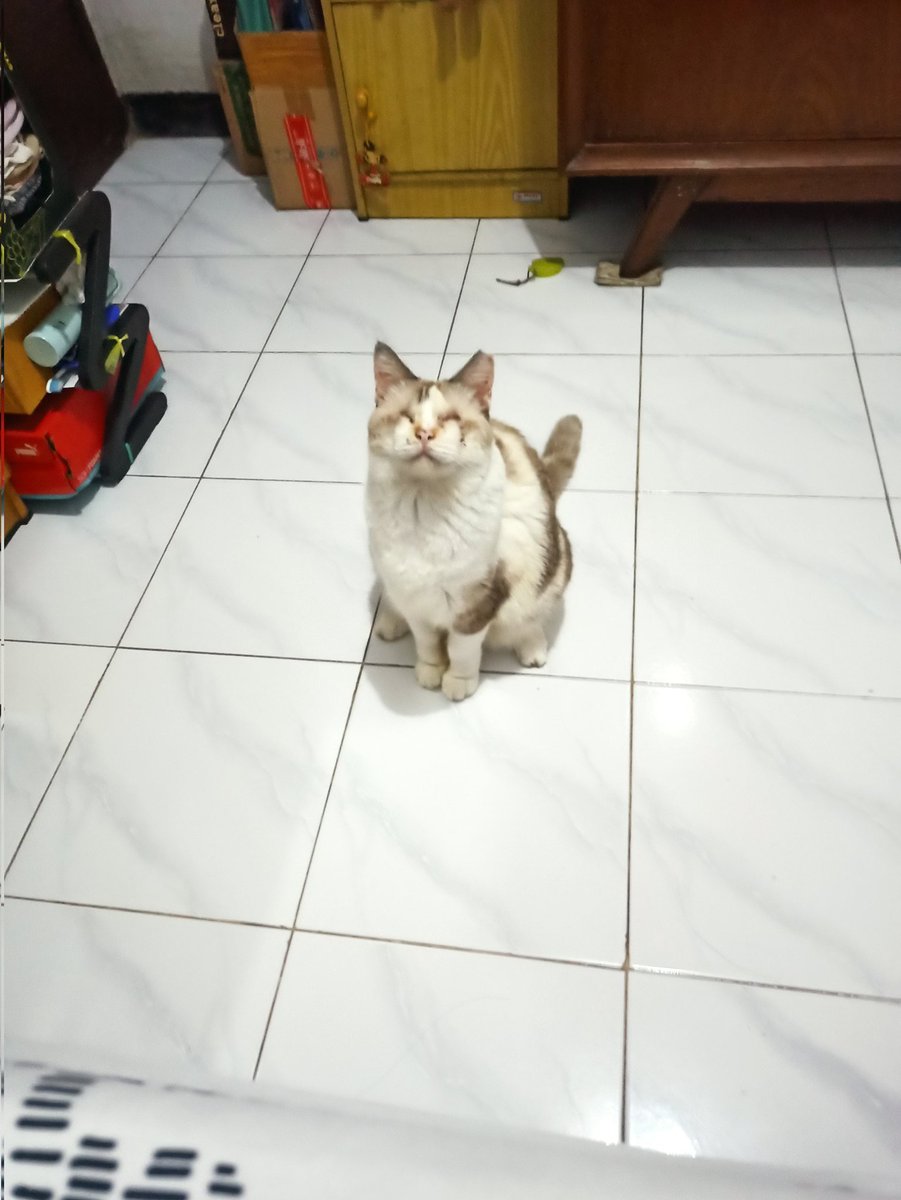 adek Lafo tweet media