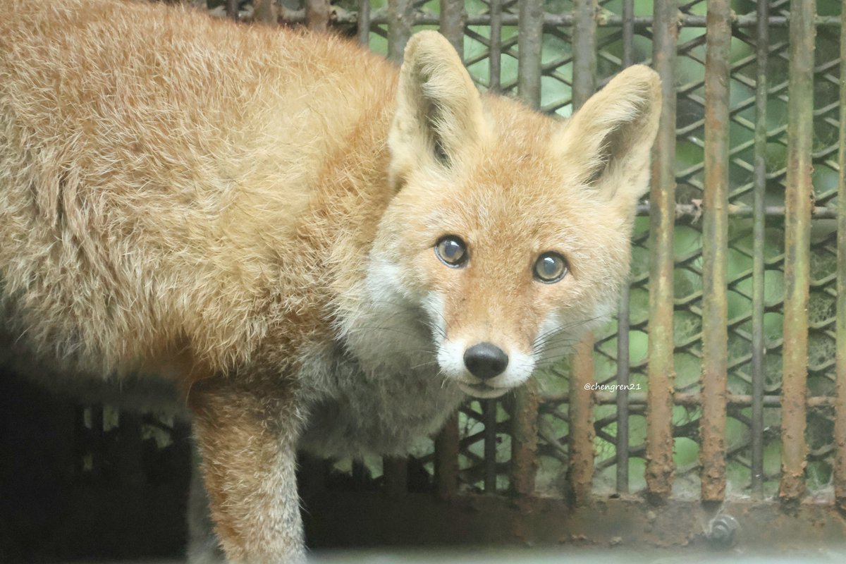 きつねページ Cheng-Ren🦊🐺 (@chengren21) / Posts / X