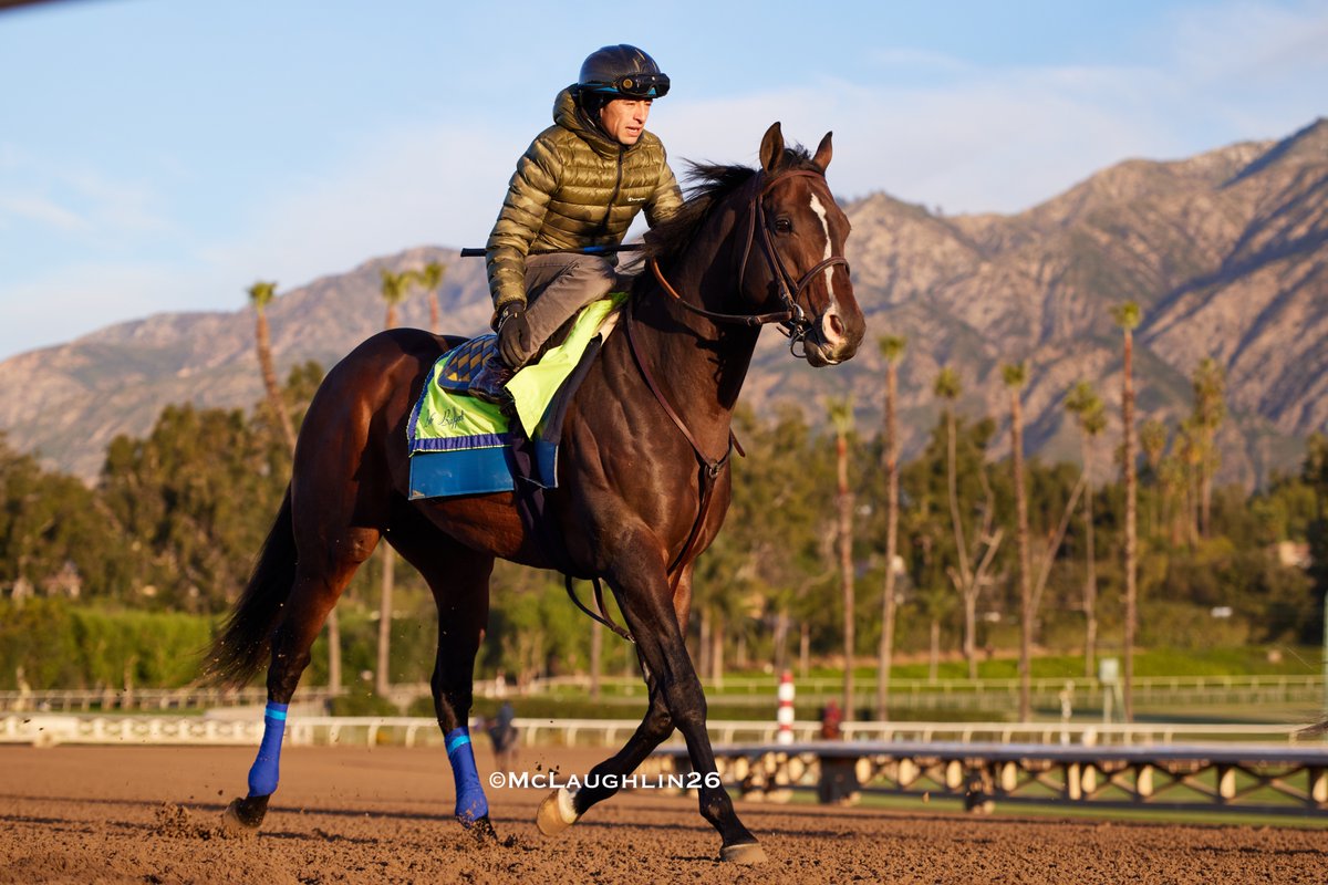 kimo16's tweet image. Cornucopian this morning 5F in 59.80 under J.J. Hernandez for trainer Bob Baffert @santaanitapark @StarlightRacing @BobBaffert @JJHernandezS19