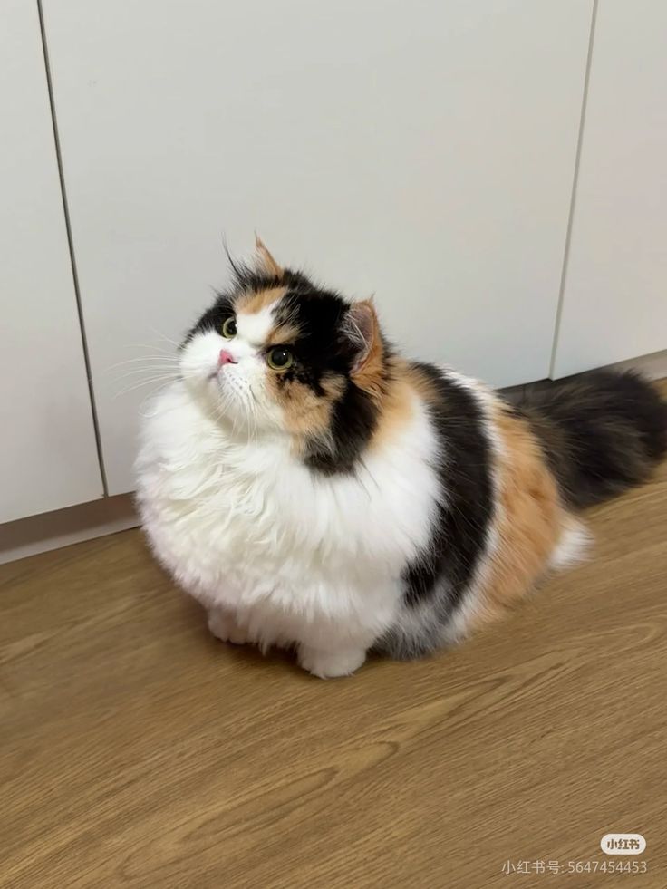 nekocatts's tweet image. I'm mad 😠