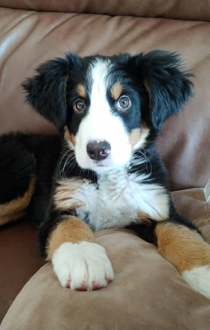 おはようございます😊
1月10日　バニ男６歳になりました。

お耳こっち向いて不思議な人相懐かしい🥹トイレも噛み噛みも全部バニ子に躾けられたので、未だバニ子をママだと思ってる永遠の幼稚園児です。
がさご(大分弁)は落ち着く気配なし😮‍💨
今後ともバニ男をよろしくお願い致します😊