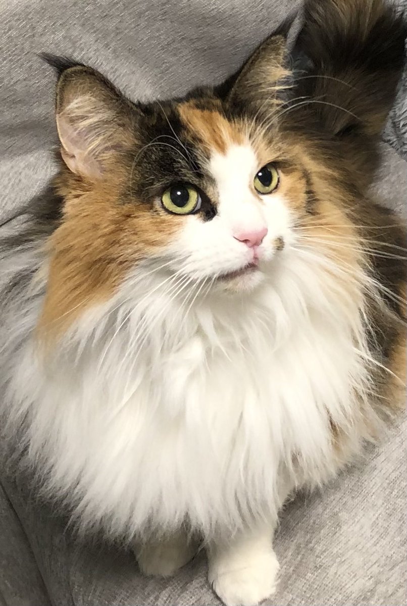 ヨッシー (@AOGSDkw5Qmr1X51) / Posts / X