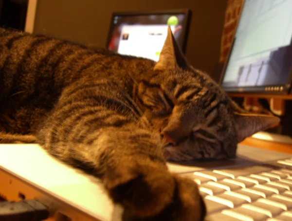 wickflipper's tweet image. In 2005 one of YouTube's co-founders Steve Chen posted a video of his cat called Pajamas playing with a rope, making him the first person to upload a cat video to YouTube.

youtube.com/watch?v=PvTmxD…