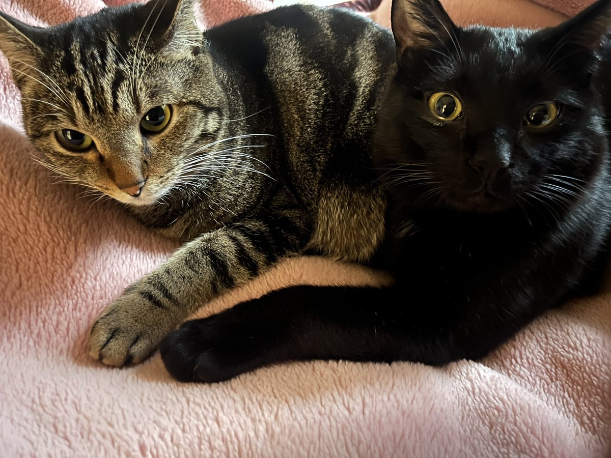 僕たち🐈‍⬛私たち🐈は
土曜日に労働はしません‼️
結束のお手手🐾

人間は納期が間に合わないので
三連休無しです😭

#猫
#猫の手
#結束のお手手