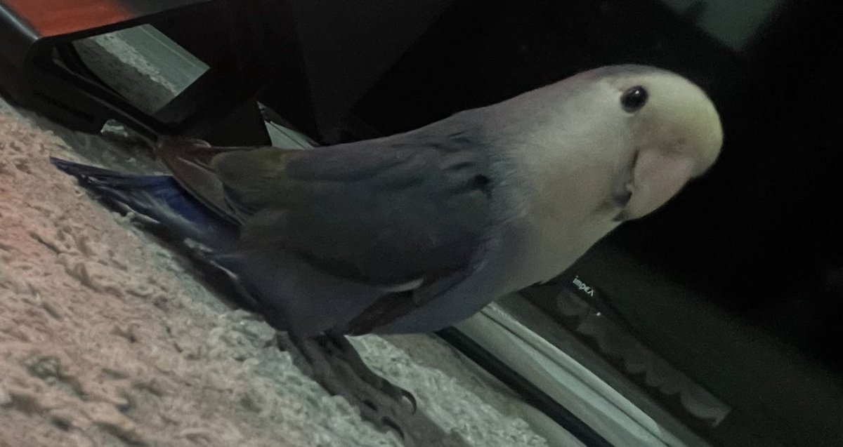 احبببببببببه