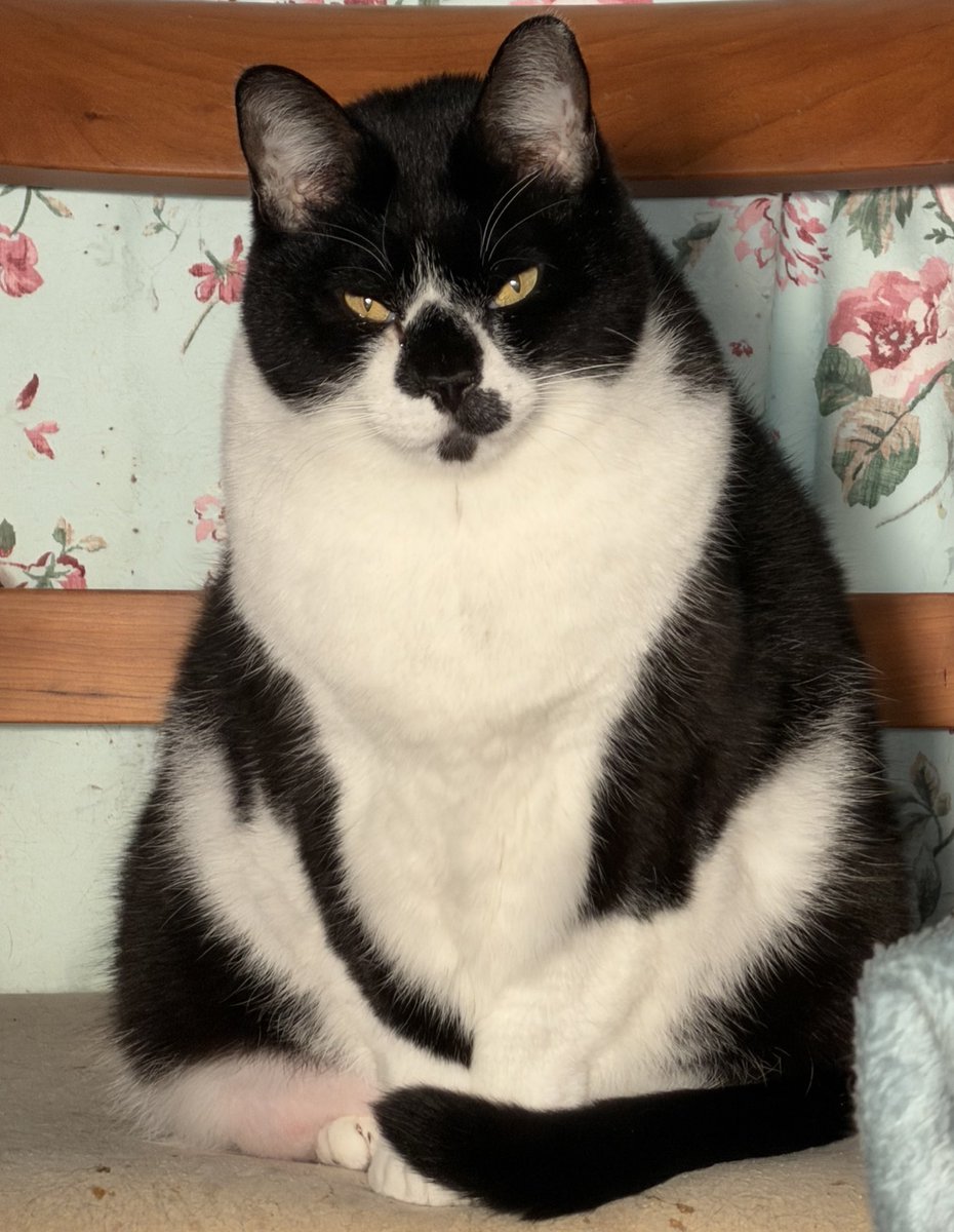 myaahcw27's tweet image. モニーンおにぎり　ﾓﾆｷﾞﾘ