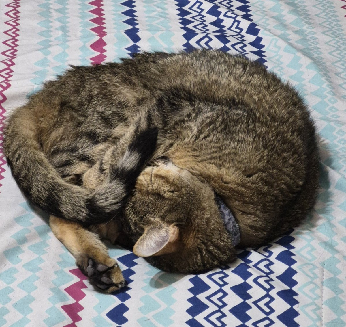 Sachigami_'s tweet image. 1 like = bendición del gatobolita