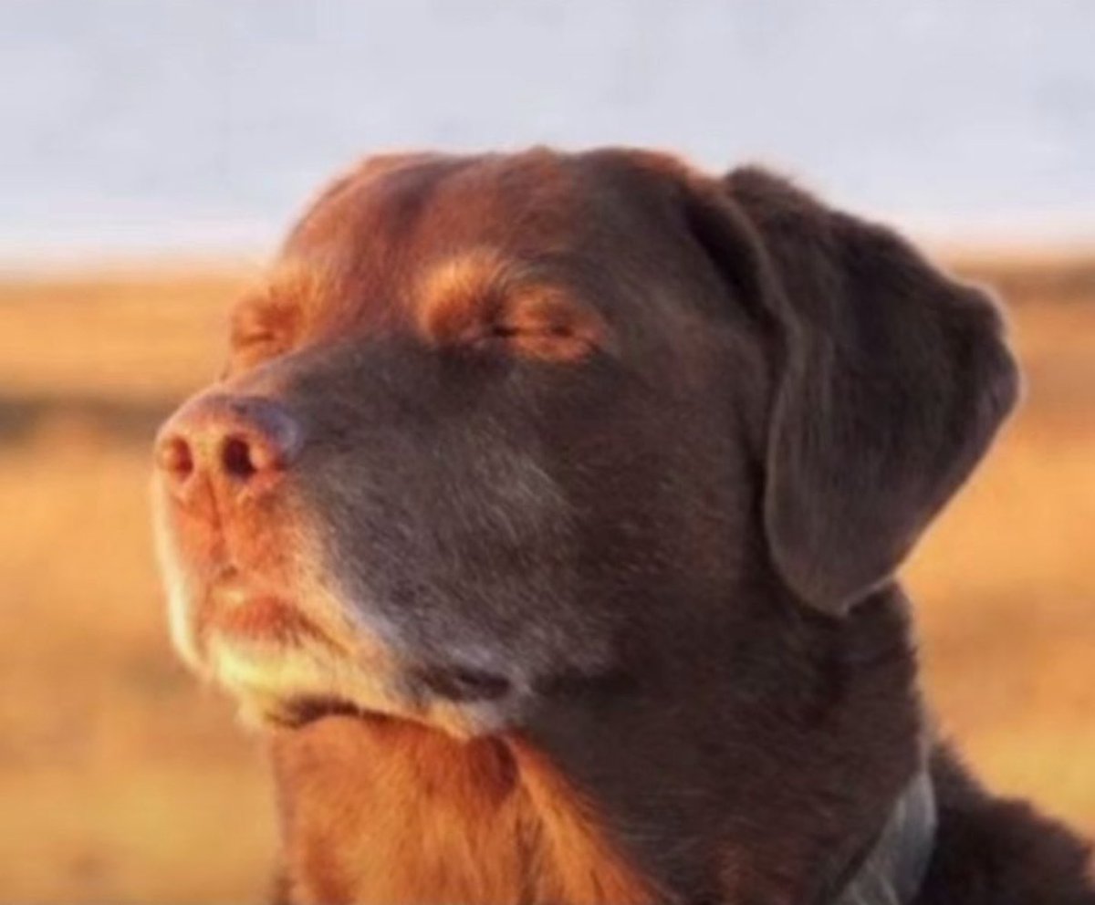 a sensação de ter um perfil que ninguém conhecido segue e poder xingar todos os seres humanos existentes..