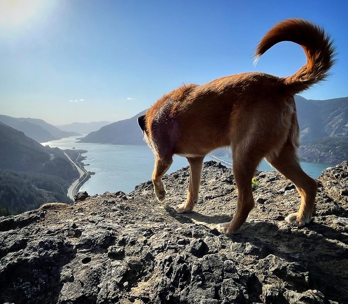 EbodyLovesStout's tweet photo. The view from Mitchell Point in the Columbia River Gorge, Hood River, Oregon.  

Instagram:  https://t.co/DxIOTsF217 

#hike #hiking #hikingwithdogs #oregonstateparks #pnw #pacificnorthwest #pnwonderland #EverybodyLovesStout #stout #dogs #doglovers https://t.co/APyFvduFjz