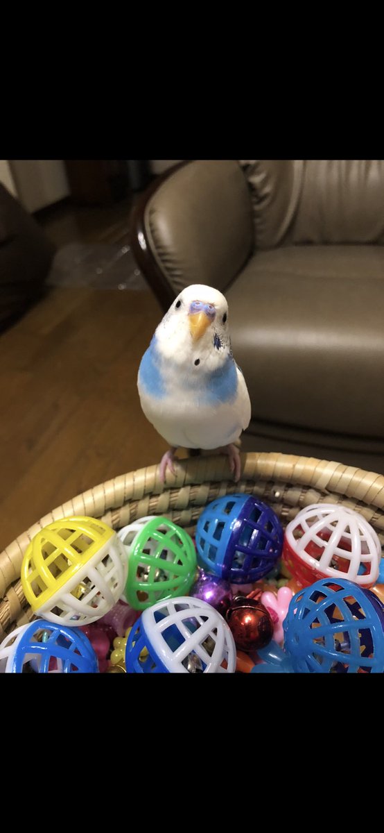 YGO_sukisukipi's tweet image. ぴいすけ♂です！

是非(◍︎´꒳`◍︎)