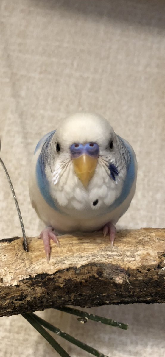 YGO_sukisukipi's tweet image. ぴいすけ♂です！

是非(◍︎´꒳`◍︎)