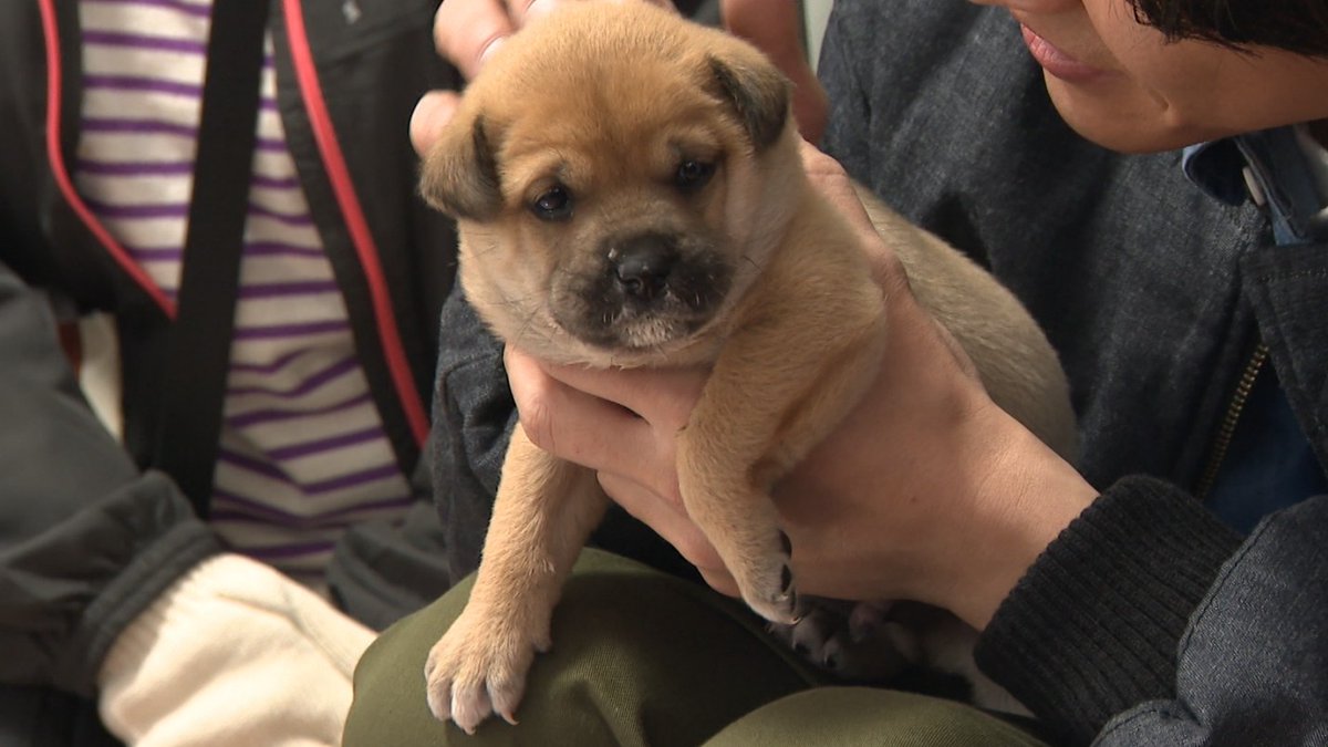 私の周りで、 「ああ！あの綺麗な犬❗️」 と必ず言われる犬種、ワイマラナーさん。 綺麗なだけではナイ… こんなお茶目で親しみのあるお顔もできるのダ🤩, image size:1199x675