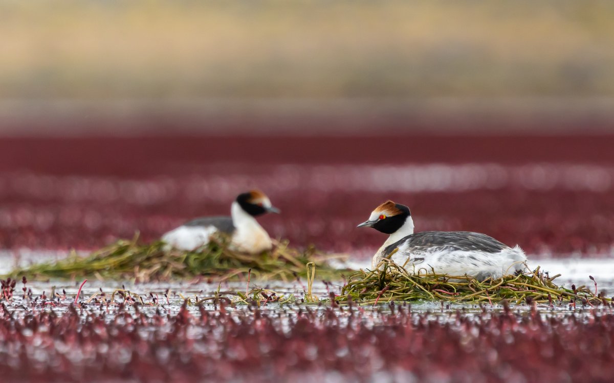 ¡Sumate como donante y colaborá con nosotros!

Cada aporte cuenta y nos acerca a un mismo objetivo: evitar la extinción de especies amenazadas y proteger los ecosistemas de la Patagonia. 

📸Facundo Gómez