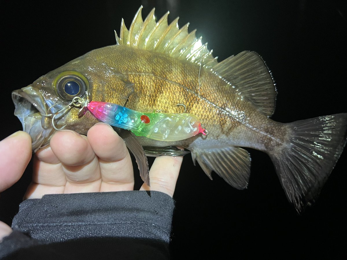 gaku_lightgamer's tweet image. やっぱりスープラで獲れるメバルはデカい。
スイープ気味にアクションして長めに放置してドカン💥
スープラで釣れるとマジで釣った感強くて本当に好き❤️

#INXLabel
#メバルプラッキング
#メバリング