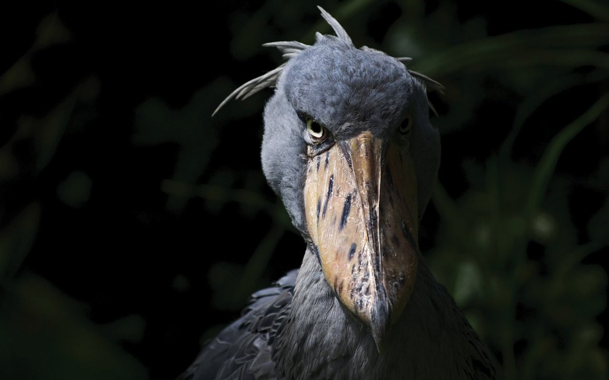 I believe you're talking about shoebill storks. While they aren't