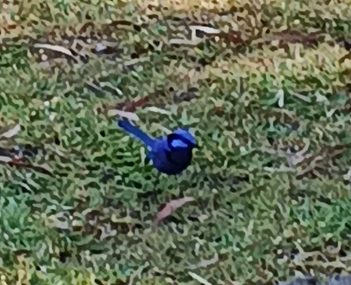 mcsssb21's tweet photo. Our Bandicoot, Blue Wren and Magpie all come to visit 😀 ❤️ https://t.co/mpbQZYwPpj