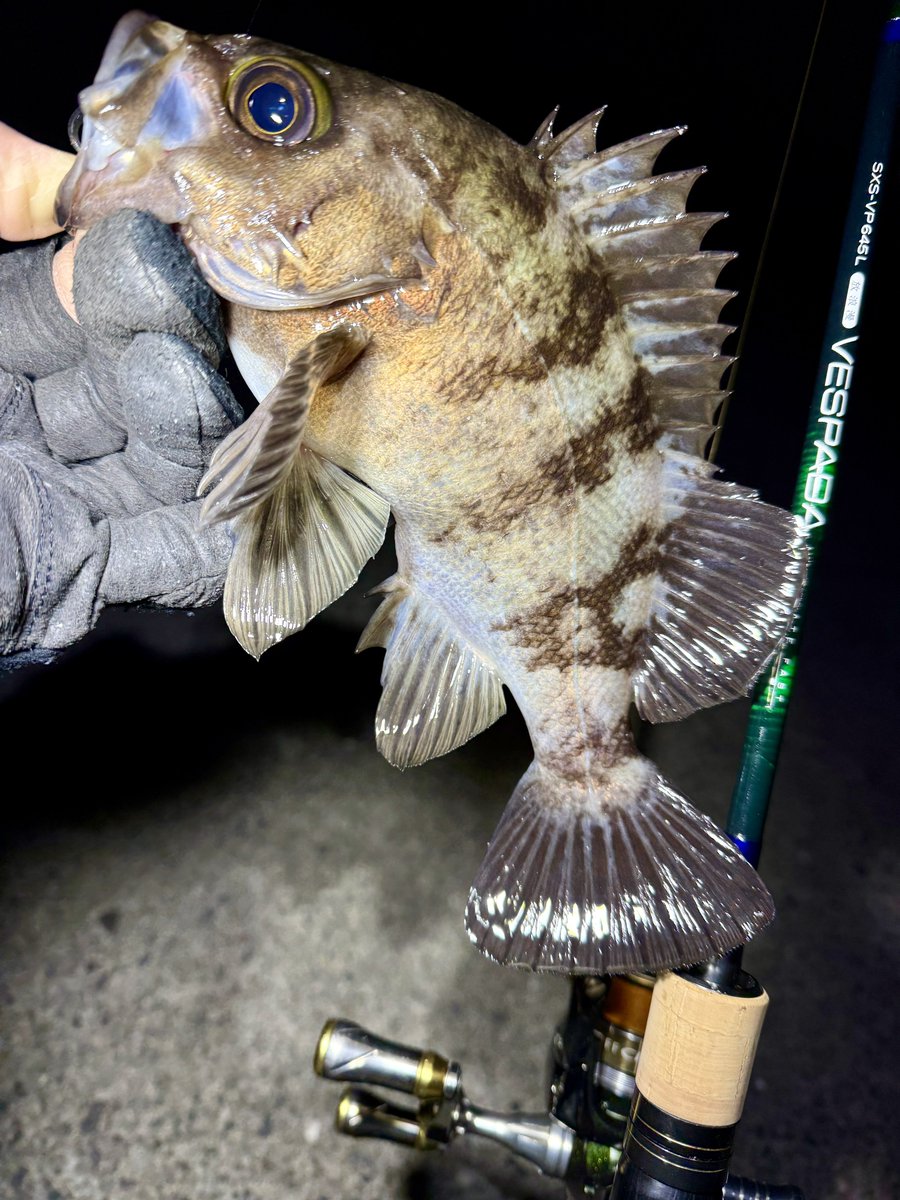 fr_chopper's tweet image. 昨夜は浪漫を求め放浪…（笑）🎣
24cmほどだが体高ある綺麗な個体と出会えて満足✌️😍

#INXlabel 
#インクスレーベル
#ヴェスパーダ
#ベイティ
#PR