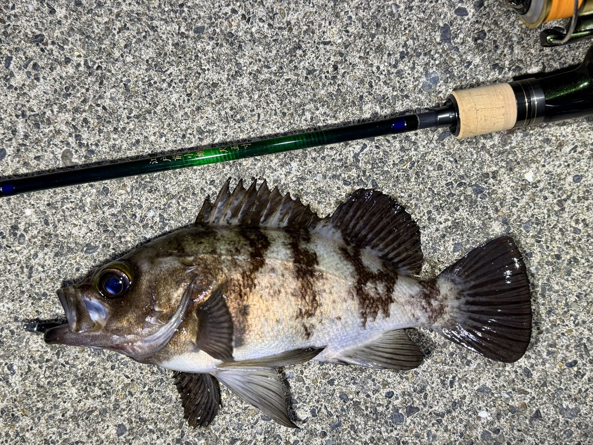 fr_chopper's tweet image. 昨夜は浪漫を求め放浪…（笑）🎣
24cmほどだが体高ある綺麗な個体と出会えて満足✌️😍

#INXlabel 
#インクスレーベル
#ヴェスパーダ
#ベイティ
#PR