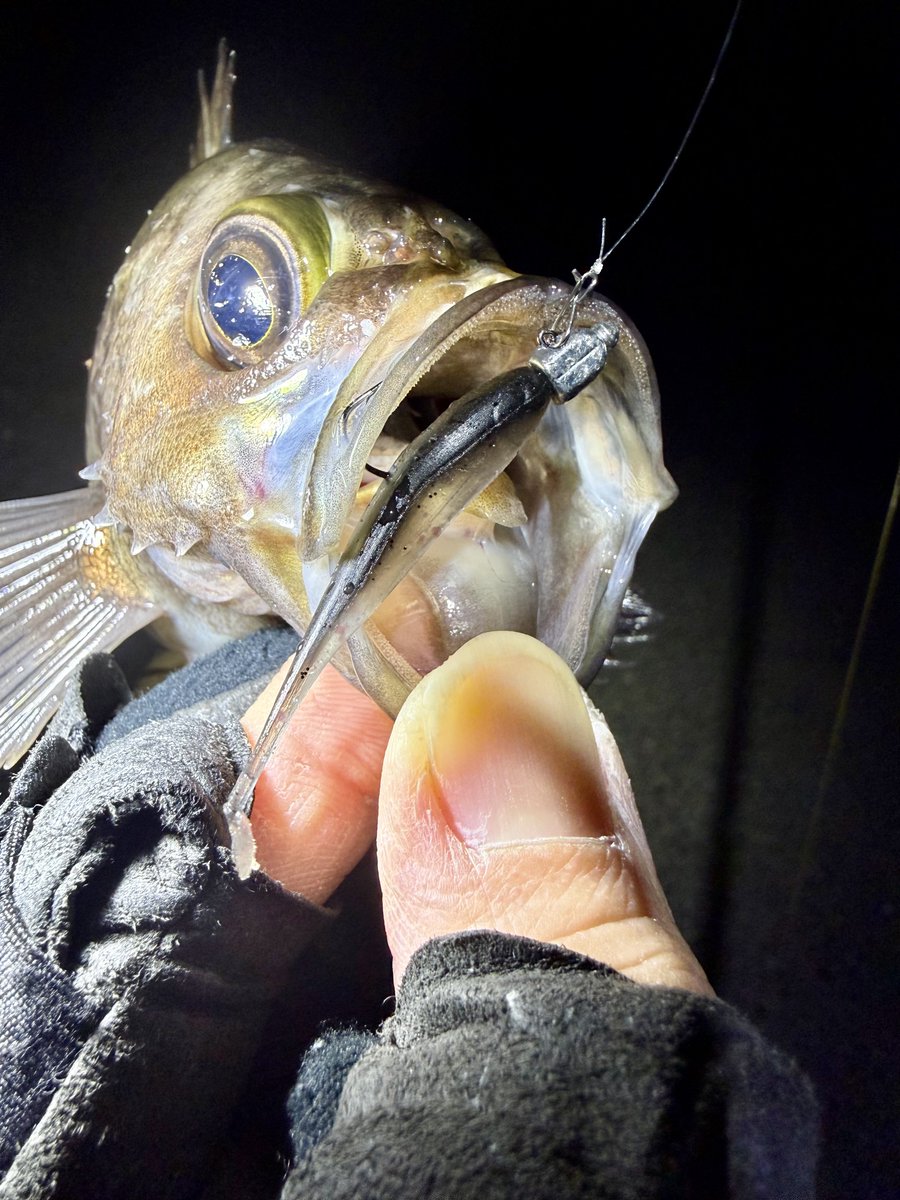 fr_chopper's tweet image. 昨夜は浪漫を求め放浪…（笑）🎣
24cmほどだが体高ある綺麗な個体と出会えて満足✌️😍

#INXlabel 
#インクスレーベル
#ヴェスパーダ
#ベイティ
#PR