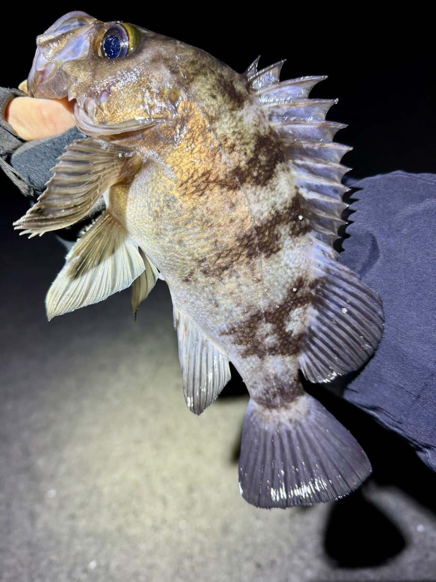 fr_chopper's tweet image. 昨夜は浪漫を求め放浪…（笑）🎣
24cmほどだが体高ある綺麗な個体と出会えて満足✌️😍

#INXlabel 
#インクスレーベル
#ヴェスパーダ
#ベイティ
#PR