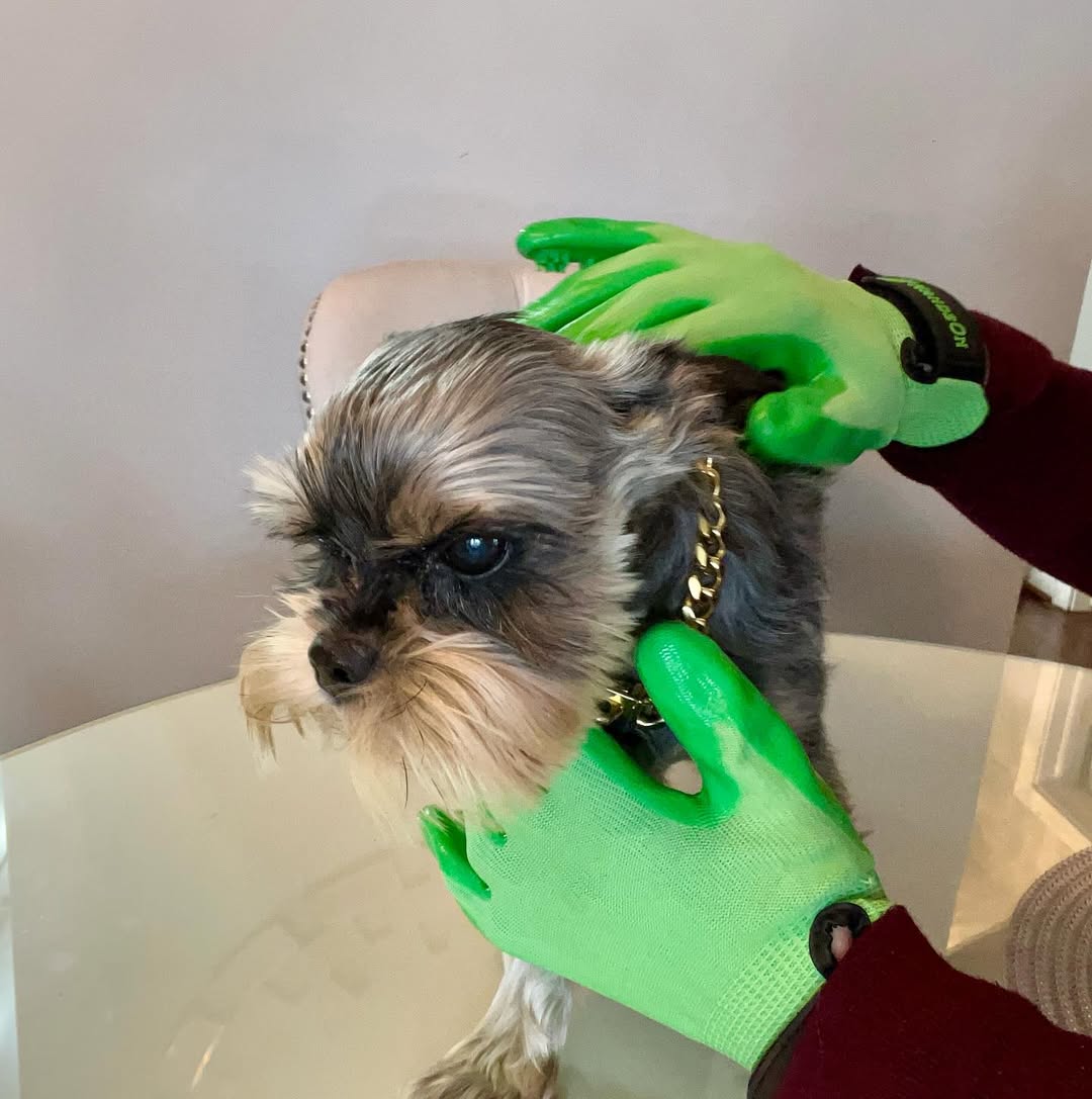 Throwback to January 2024, featuring the always-adorable Beastie Bentley!

He enjoyed his bonding time with his HandsOn Grooming Gloves. Paws in the air! 🐾

Thanks for sharing the love! 💛

📷: instagram.com/p/C12nItapPDD/…

#PetShedding #DogGrooming