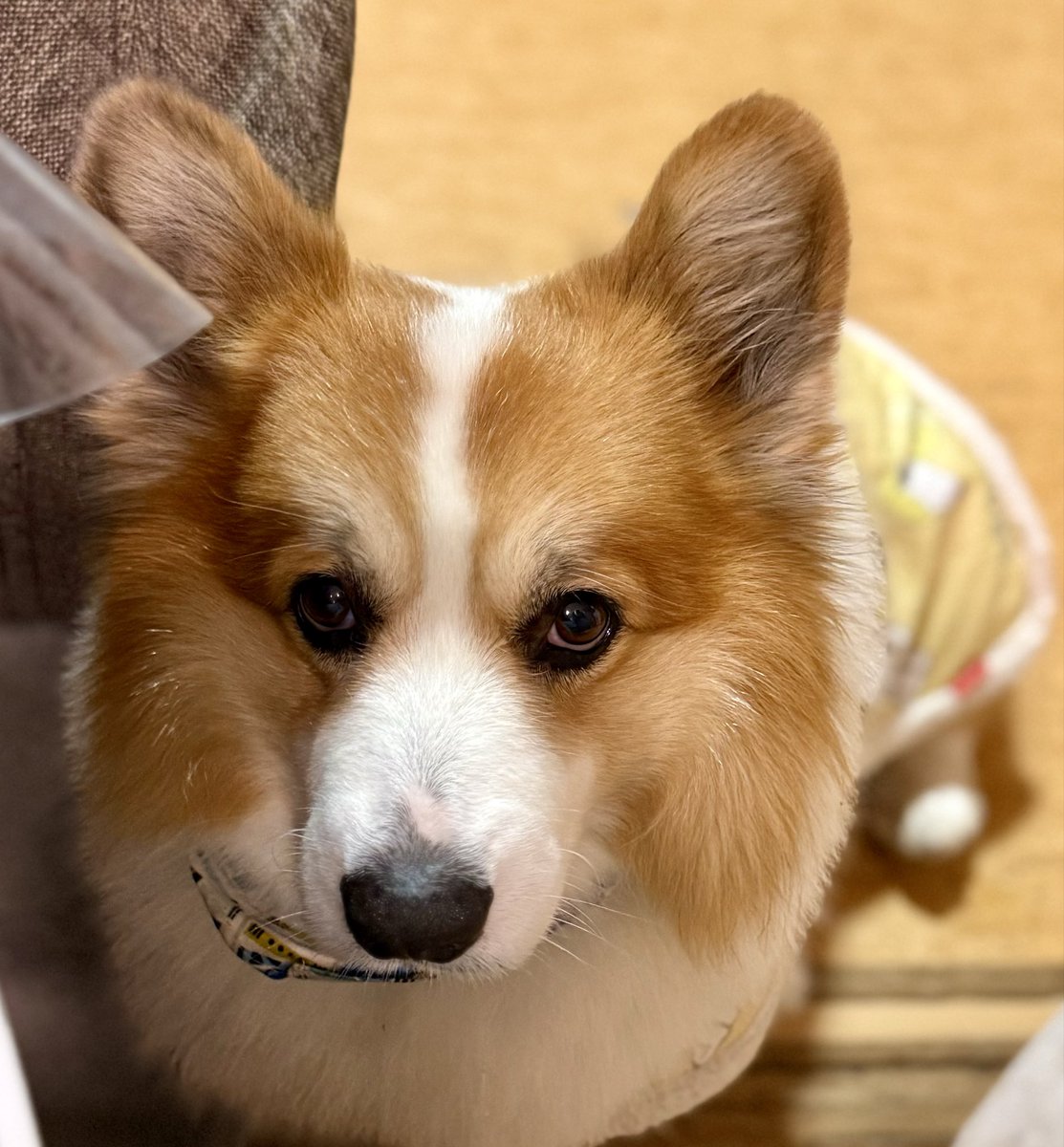 ウェルシュコーギー　額付プリント　アメリカン　シリアルナンバー付き りつ corgi♡ (@0117kotarou) / Posts / X