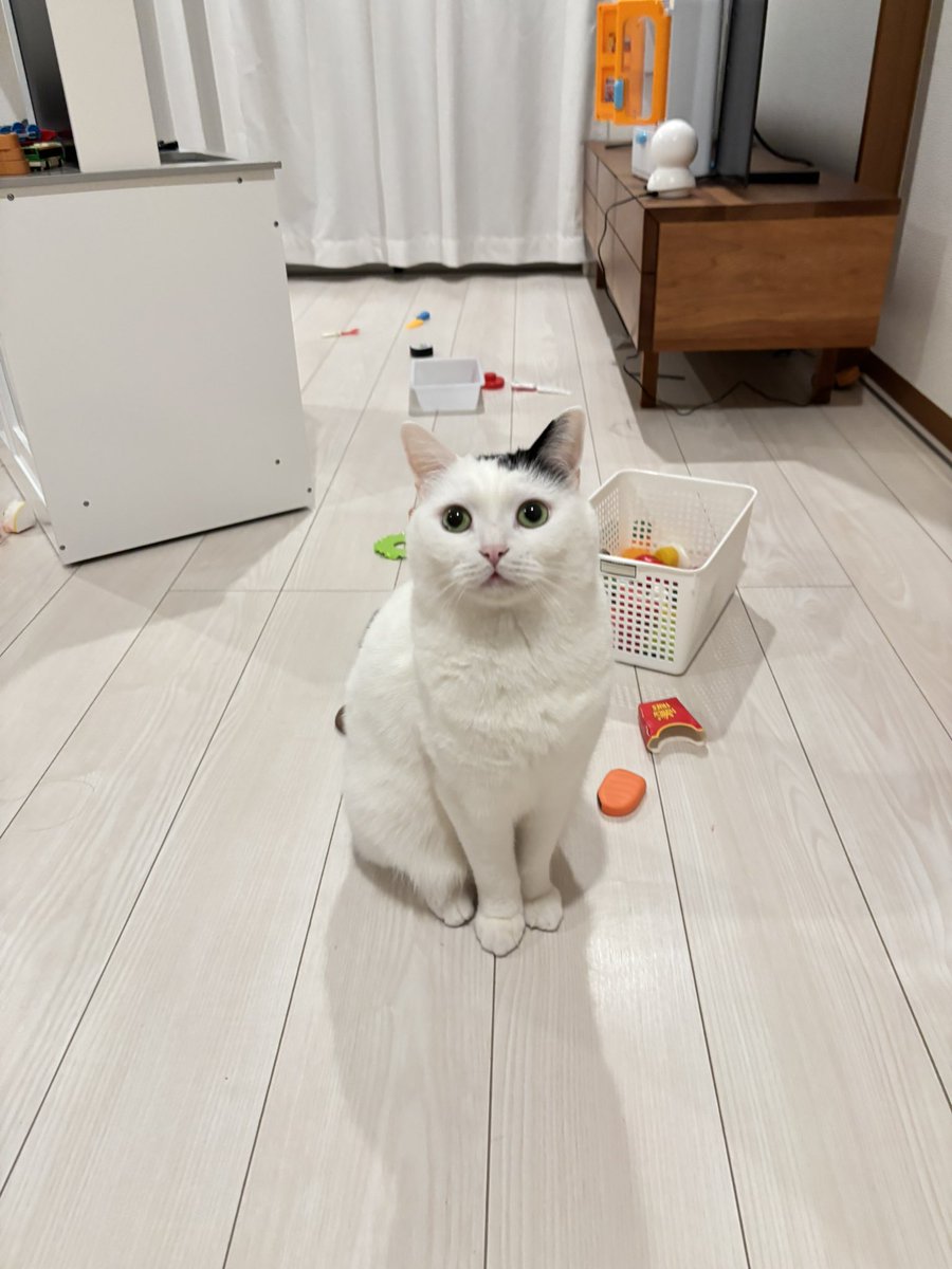 まつもとたける (@takeru0321neko) / Posts / X