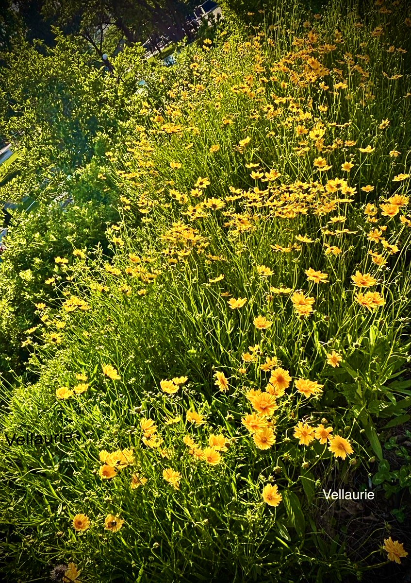 VijayEllaurie's tweet photo. Happy Flowers Happy Me 🌸🌺💜
#wildflowers #coreopsis
#flowersonfriday
#theme_pic_India_flowers https://t.co/J2fmB4smkf