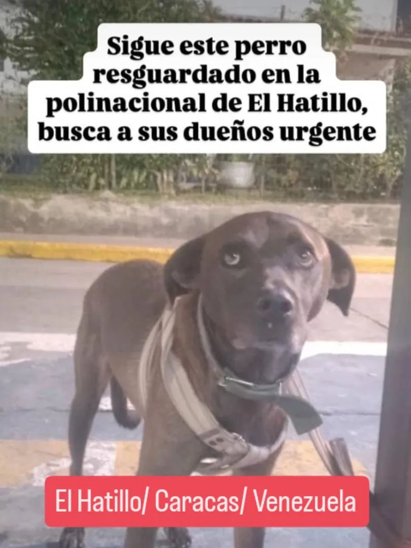 Buscan a su familia humana, El Hatillo
