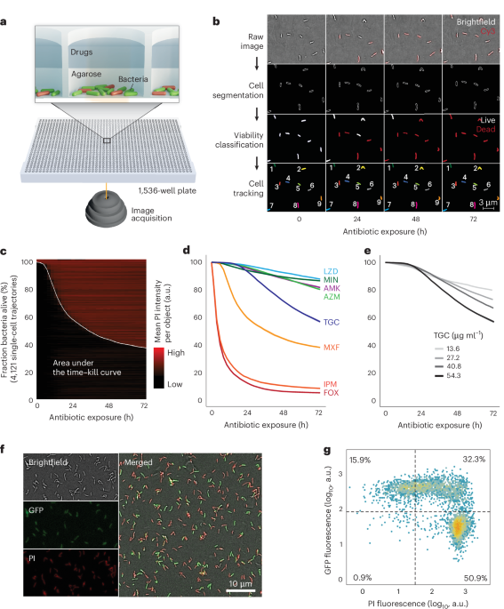 NatureMicrobiol's tweet image. Out Now! Large-scale testing of antimicrobial lethality at single-cell resolution predicts mycobacterial infection outcomes dlvr.it/TQG56N #AntimicrobialResistance #Mycobacteria #InfectionControl