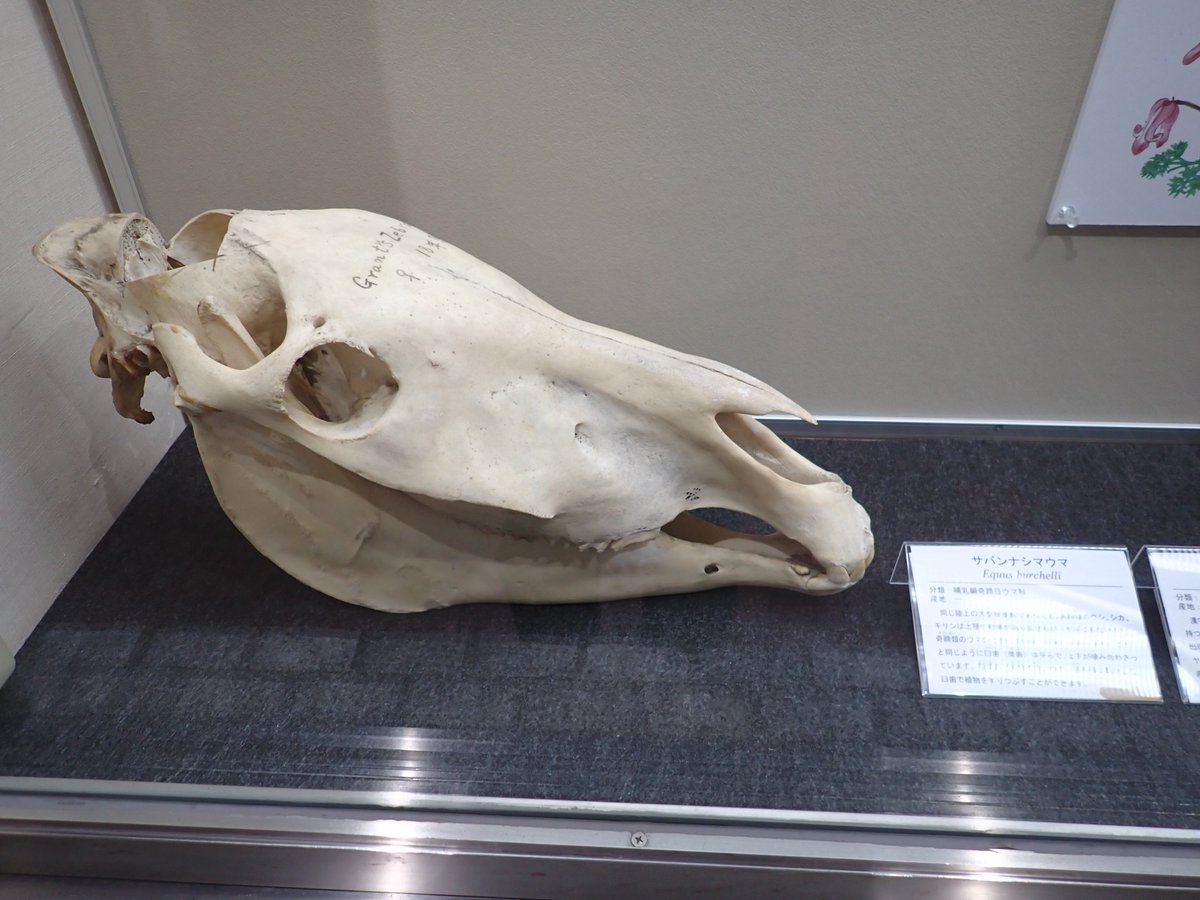 現在本館で開催中の午年展の標本を紹介します。 まずはサバンナ