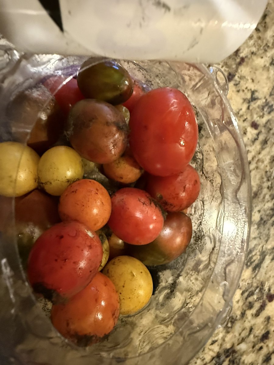 realKathyB's tweet photo. @Walmart I can’t believe you sold me these tomatoes. They have hairy mold growing throughout them. Way to manage quality! https://t.co/dWqrqrVS1c