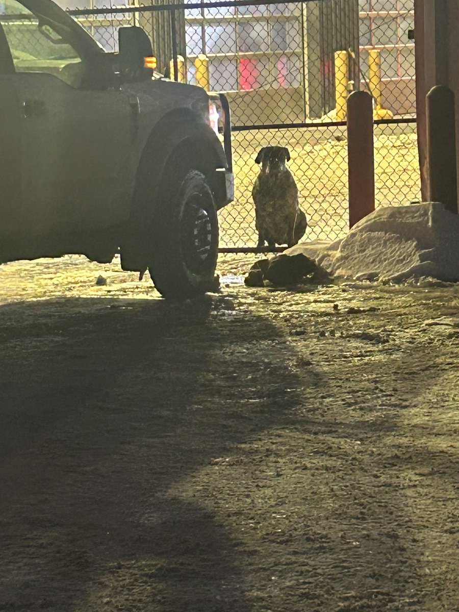 Shop puppy waiting for his treat as I pull up 🥺