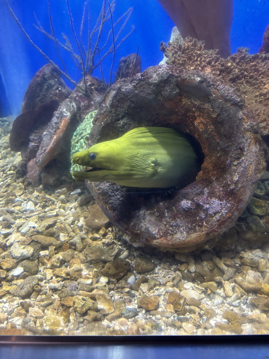 Twinkles tweet media